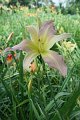 IMG_4350 (Large)